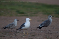 Čajka tmavá - Larus fuscus - Baltic Gull