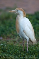 Hltavka chochlatá - Bubulcus ibis - Cattle Egret