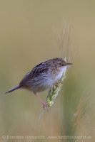 Cistovník ryšavý - Cisticola juncidis - Zitting Cisticola