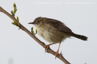 Cistovník ryšavý - Cisticola juncidis - Zitting Cisticola