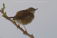 Cistovník ryšavý - Cisticola juncidis - Zitting Cisticola