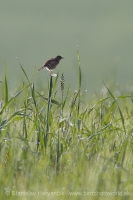 Cistovník ryšavý - Cisticola juncidis - Zitting Cisticola