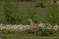 Ležiak úhorový - Burhinus oedicnemus - Stone Curlew