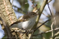 Kolibiarik horský - Phylloscopus bonelli - Western Bonelli´s Warbler