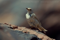 Drozd trskotavý (leucismus) - Turdus viscivorus - Mistle Thrush (leucism)