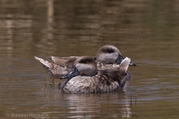 Kačka úzkozobá - Marbled Duck