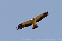 Orol malý - Aquila pennata - Booted Eagle