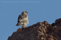 Orol malý - Aquila pennata - Booted Eagle