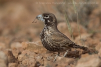 Škovran hrubozobý - Ramphocoris clotbey - Thick-billed Lark