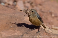 Žltochvost bieločelý - Phoenicurus moussieri - Moussier´s Redstart