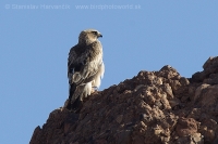 Orol malý - Aquila pennata - Booted Eagle