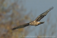 Kaňa sivá - Circus cyaneus - Hen Harrier