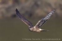 Kaňa sivá - Circus cyaneus - Hen Harrier