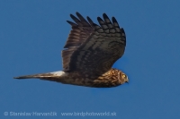 Kaňa sivá - Circus cyaneus - Hen Harrier