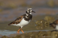 Kamenár strakatý - Turnstone
