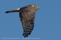 Kaňa sivá - Circus cyaneus - Hen Harrier