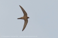 Dážďovník skalný - Apus melba - Alpine Swift