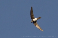 Dážďovník skalný - Apus melba - Alpine Swift