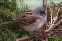 Strnádka olivová - Emberiza spodocephala - Black-faced Bunting