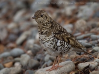Drozd jarabý - Zoothera dauma - White´s Thrush