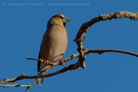 Glezg obyčajný - Coccothraustes coccothraustes - Hawfinch