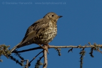 Drozd trskotavý - Turdus viscivorus - Mistle Thrush