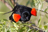Vlhovec červenokrídly - Agelaius phoeniceus - Red-winged Blackbird