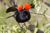 Vlhovec červenokrídly - Agelaius phoeniceus - Red-winged Blackbird