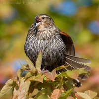 Vlhovec červenokrídly - Agelaius phoeniceus - Red-winged Blackbird