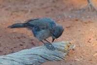 Sýkorka borievková - Baeolophus ridgwayi - Juniper Titmouse