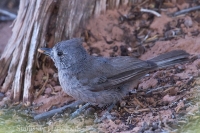 Sýkorka borievková - Baeolophus ridgwayi - Juniper Titmouse