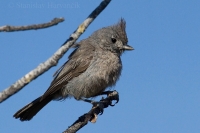 Sýkorka borievková - Baeolophus ridgwayi - Juniper Titmouse