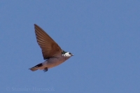 Lastovička smaragdová - Tachycineta thalassina - Violet-green Swallow Lastovička smaragdová