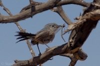 Sivuška modrá - Polioptila caerulea - Blue-grey Gnatcatcher 