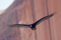 Kondor morkovitý - Cathartes aura - Turkey Vulture