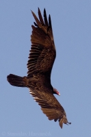 Kondor morkovitý - Cathartes aura - Turkey Vulture