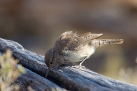 Oriešok skalný - Salpinctes obsoletus - American Rock Wren