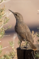 Oriešok skalný - Salpinctes obsoletus - American Rock Wren