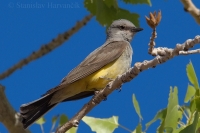 Postriežkar čiernochvostý - Tyrannus verticalis - Western Kingbird