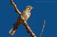 Strnádlik harlekýnsky - Chondestes grammacus - Lark Sparrow