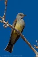 Postriežkar čiernochvostý - Tyrannus verticalis - Western Kingbird
