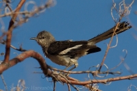 Spevák mnohohlasý - Mimus polyglottos - Northern Mockingbird
