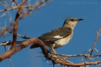 Spevák mnohohlasý - Mimus polyglottos - Northern Mockingbird