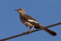 Spevák mnohohlasý - Mimus polyglottos - Northern Mockingbird