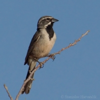 Strnádlik čiernohrdlý - Amphispiza bilineata - Black-throated Sparrow 