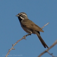 Strnádlik čiernohrdlý - Amphispiza bilineata - Black-throated Sparrow 
