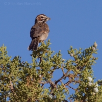 Strnádlik harlekýnsky - Chondestes grammacus - Lark Sparrow