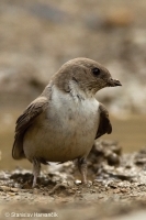 Lastovička skalná - Eurasian Crag Martin