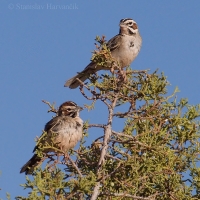 Strnádlik harlekýnsky - Chondestes grammacus - Lark Sparrow