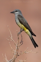 Postriežkar čiernochvostý - Tyrannus verticalis - Western Kingbird